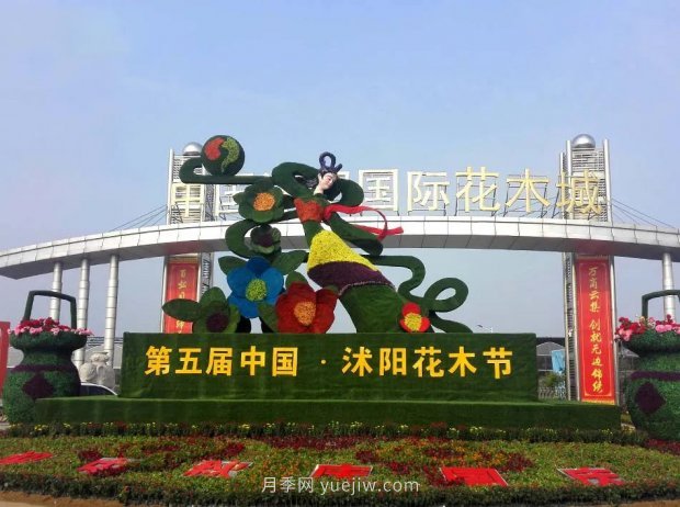 重拳出擊！江蘇沭陽(yáng)“打假”扣押苗木10萬(wàn)余株(圖4)
