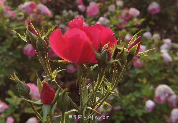 淮南市花月季盛開，來舜耕山風景區(qū)欣賞(圖2)