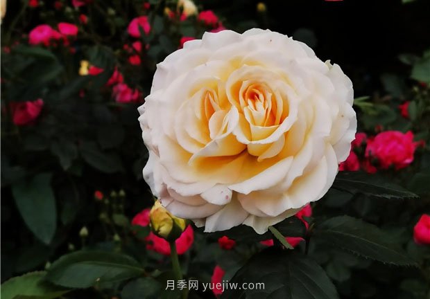 淮南市花月季盛開，來舜耕山風景區(qū)欣賞(圖1)
