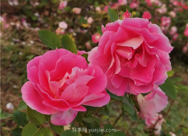 淮南市花月季盛開，來舜耕山風景區(qū)欣賞(圖3)