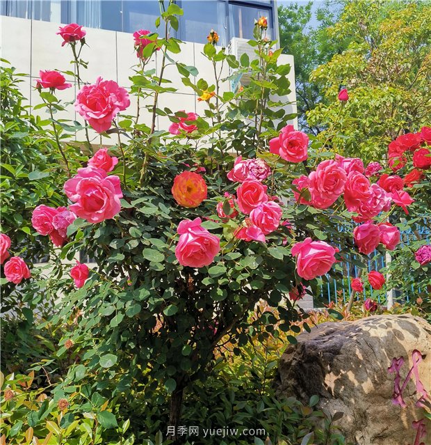 月季花開正盛，期待市花城市建設(圖1)