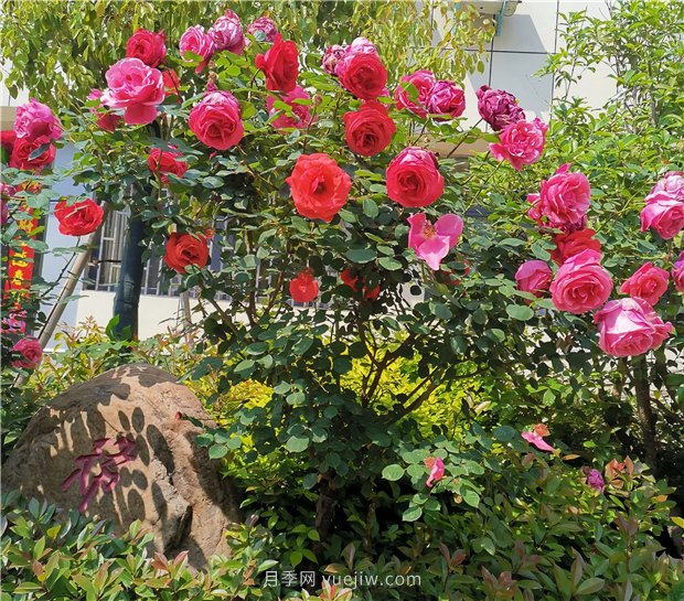 月季花開正盛，期待市花城市建設(圖2)