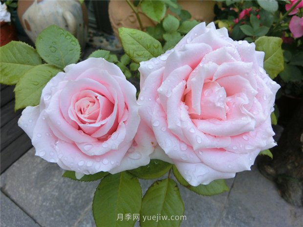 五月份園林養(yǎng)護注意這幾點，讓月季苗木安全度夏(圖1)