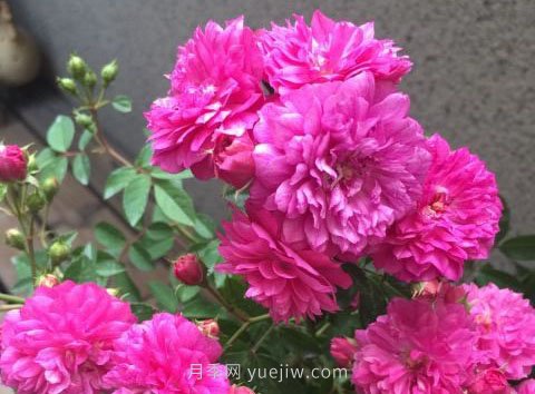 甜蜜馬車月季，非常優(yōu)秀的經(jīng)典微型月季(圖2)