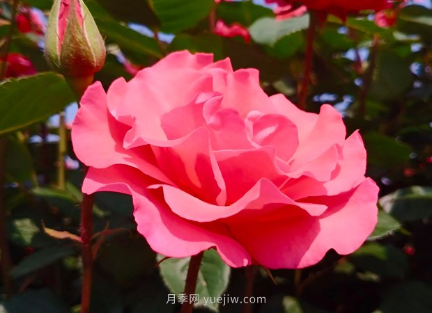 4種花卉，花友入坑不能自拔，尤其是月季(圖1)