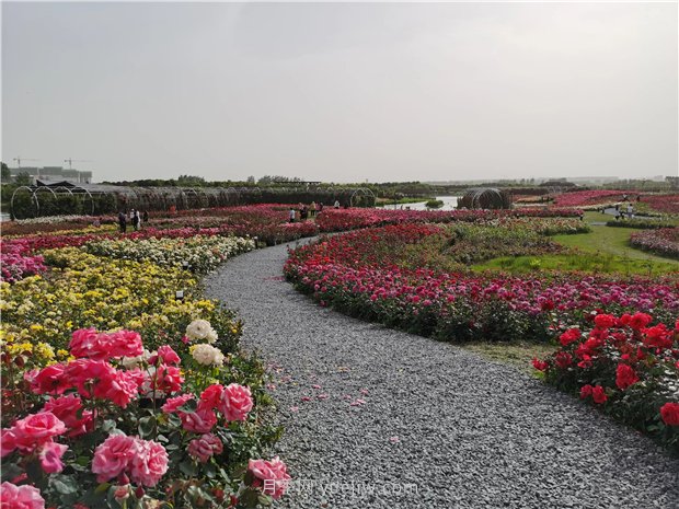 南陽世界月季大觀園規(guī)模真大，快來過把月季花癮(圖2)