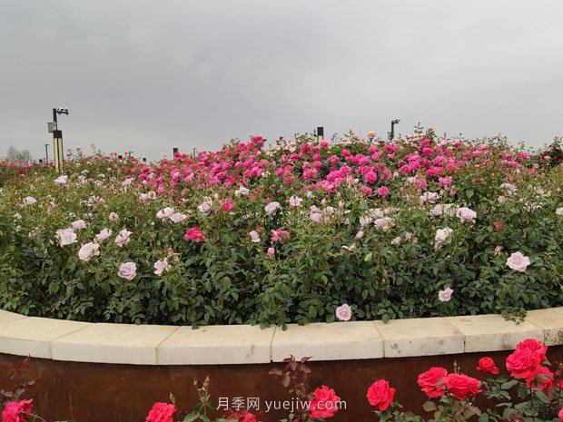 走進世界月季大觀園，醉美家鄉(xiāng)南陽的月季花(圖3)