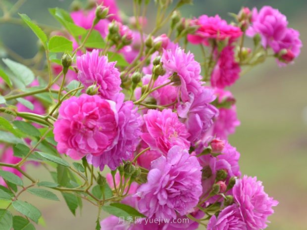 夏天養(yǎng)殖月季花選擇什么品種呢？(圖4)