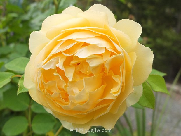 月季花怎么養(yǎng)？月季花的養(yǎng)殖方法(圖1)