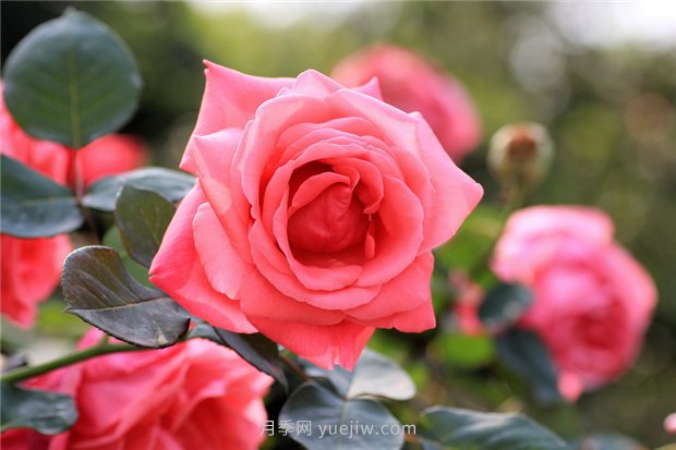 河南18市市花大全！月季居然同為8個(gè)市的市花(圖1)