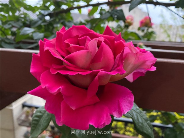 古龍月季，強烈推薦給喜愛月季花的花友(圖1)