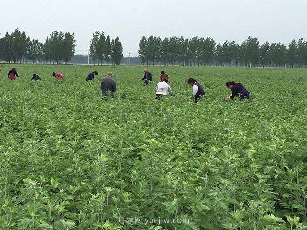 艾草產(chǎn)業(yè)為什么能在南陽市不斷發(fā)展升級？(圖1)