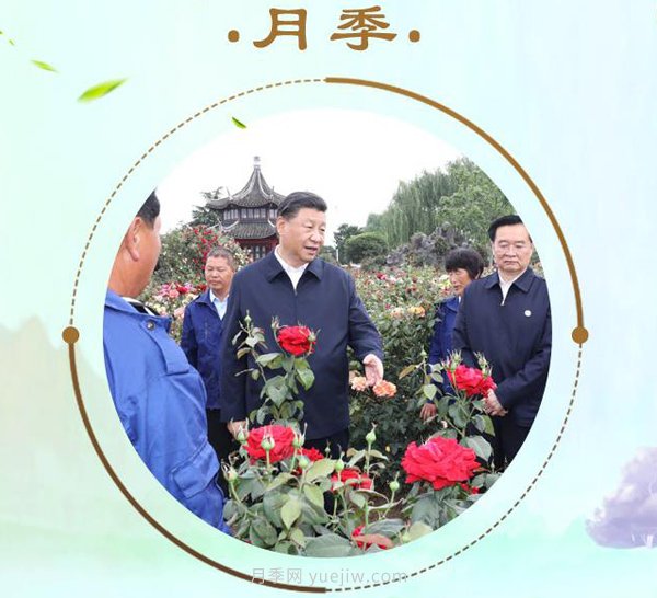 “小康菜譜”上新了！“***強(qiáng)帶貨員”這次cue到南陽(yáng)月季(圖1)