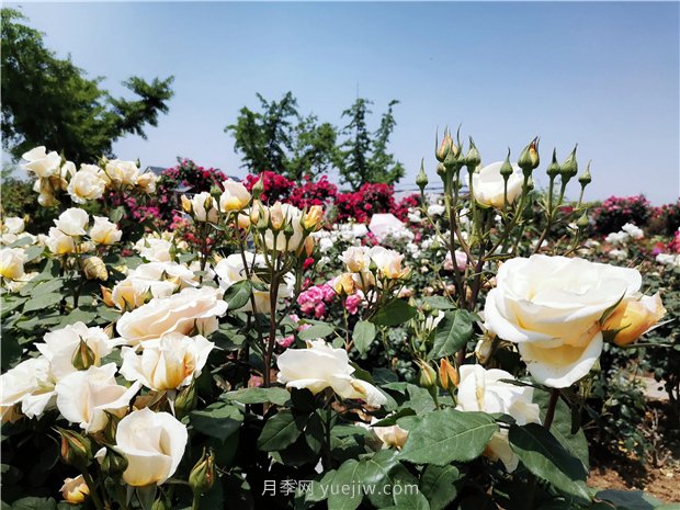 5月賞月季花，不可錯過南陽月季博覽園的美景(圖3)