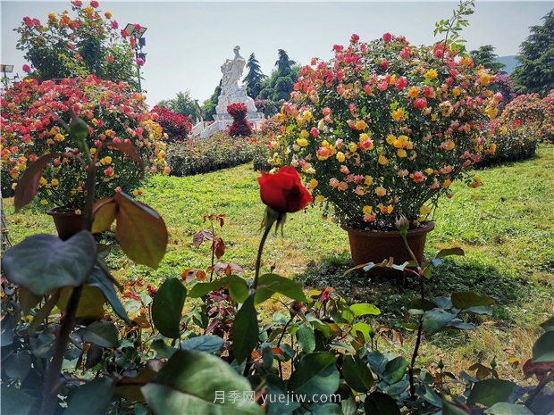 5月賞月季花，不可錯過南陽月季博覽園的美景(圖2)