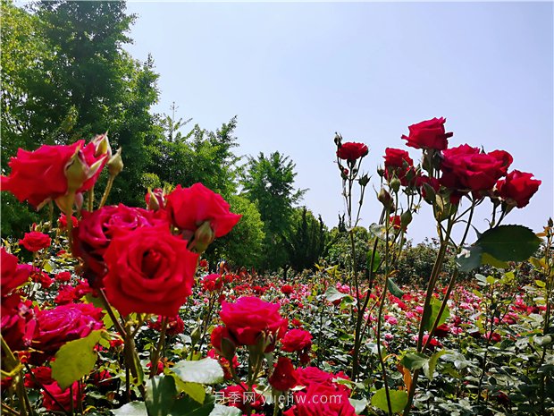 5月賞月季花，不可錯過南陽月季博覽園的美景(圖4)
