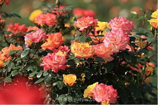 西安航天基地“初夏限定款”月季花，邀您來賞！(圖1)
