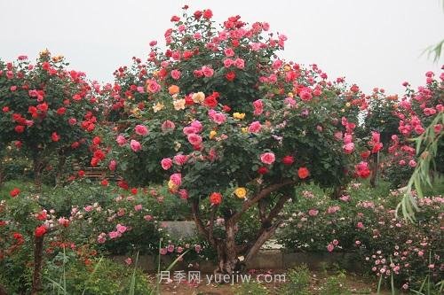 年產(chǎn)值25億！中國月季八成南陽種植(圖1)