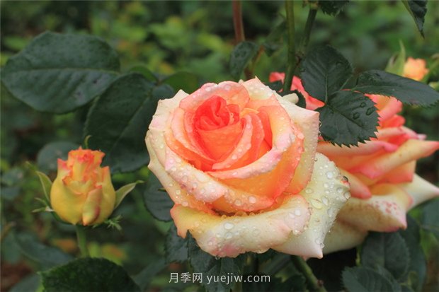 月季花開盡芬芳，大美南陽顯輝煌(圖1)