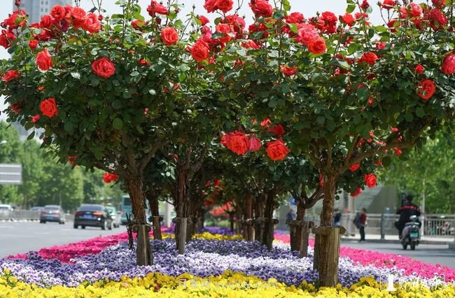 月季花開滿城，***美鄭州五月天（圖冊）(圖2)