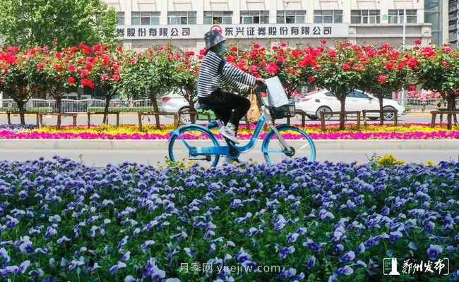 月季花開滿城，***美鄭州五月天（圖冊）(圖3)