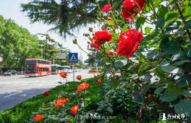 月季花開滿城，***美鄭州五月天（圖冊）(圖4)