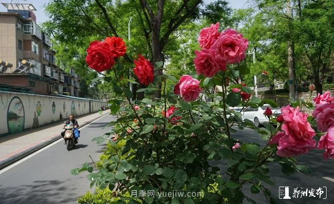 月季花開滿城，***美鄭州五月天（圖冊）(圖6)