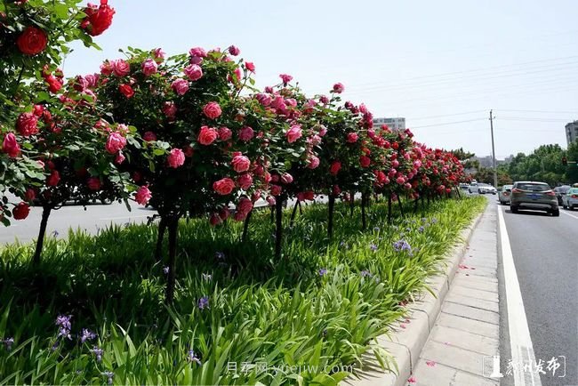 月季花開滿城，***美鄭州五月天（圖冊）(圖7)