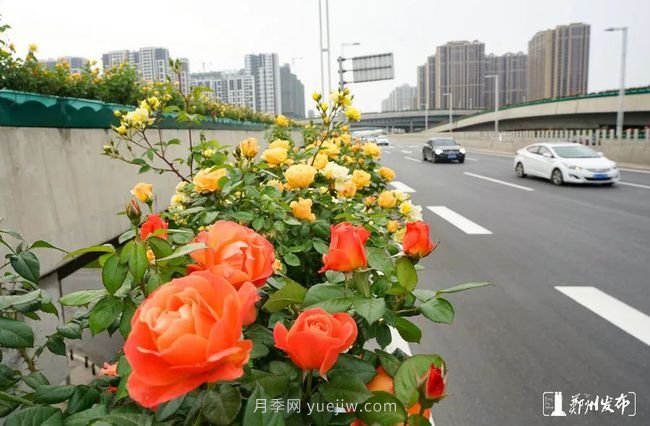 月季花開滿城，***美鄭州五月天（圖冊）(圖8)