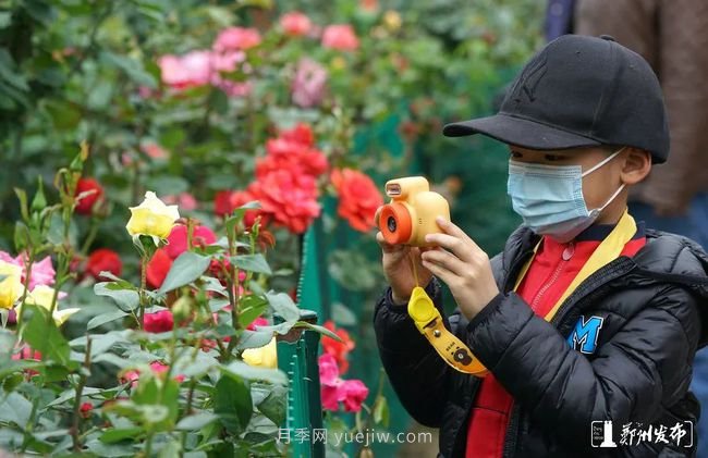 月季花開滿城，***美鄭州五月天（圖冊）(圖9)