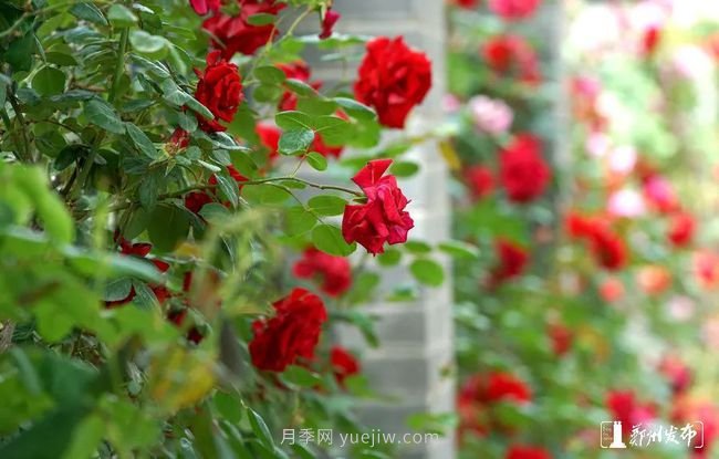 月季花開滿城，***美鄭州五月天（圖冊）(圖10)