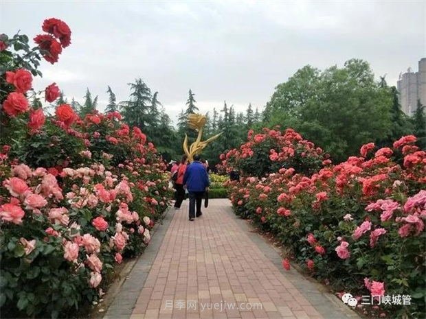三門峽澗河公園：***美人間五月天，月季花開香滿城(圖2)