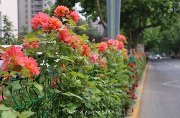 月季花開(kāi)香滿(mǎn)城，濟(jì)南章丘區(qū)月季進(jìn)入盛花期(圖1)