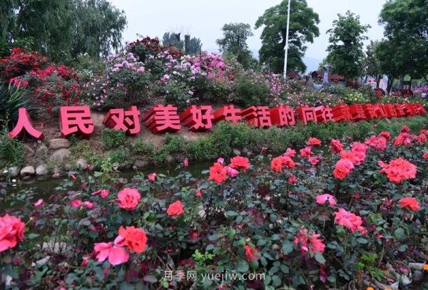 南陽月季：***向我詢問月季花球新品種(圖1)