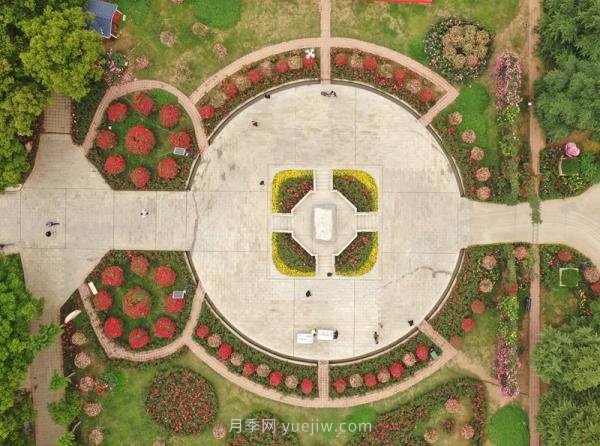 南陽月季：***向我詢問月季花球新品種(圖2)