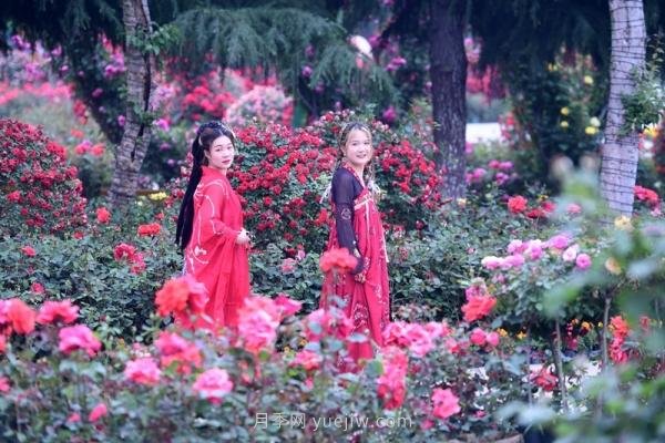 南陽月季：***向我詢問月季花球新品種(圖4)