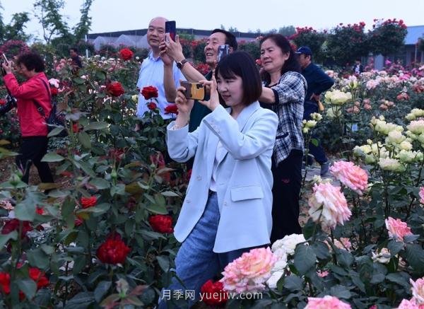 南陽月季：***向我詢問月季花球新品種(圖5)