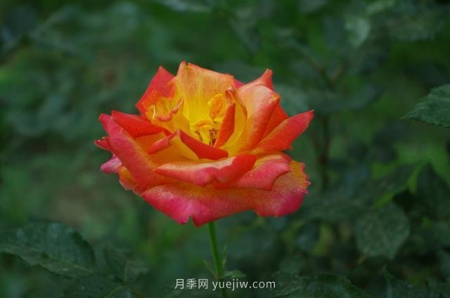 賞石家莊月季市花，遨游月季公園五月花海(圖1)