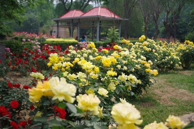 賞石家莊月季市花，遨游月季公園五月花海(圖2)