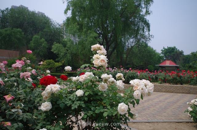 賞石家莊月季市花，遨游月季公園五月花海(圖3)
