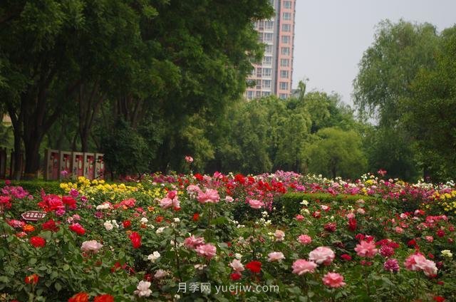 賞石家莊月季市花，遨游月季公園五月花海(圖4)
