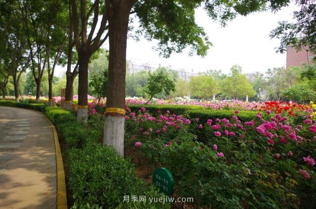 賞石家莊月季市花，遨游月季公園五月花海(圖5)