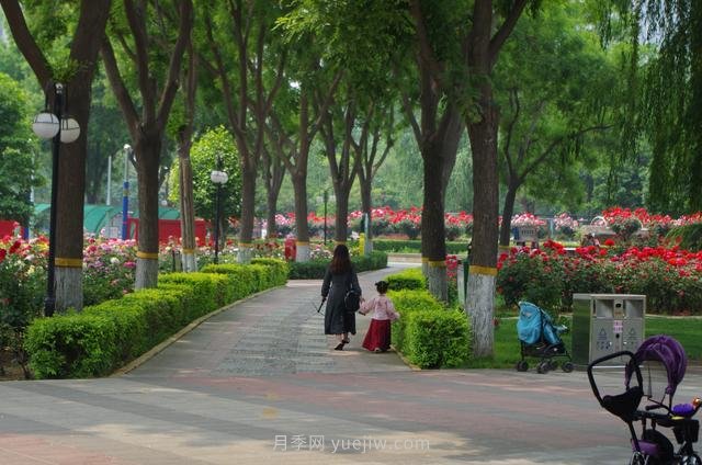 賞石家莊月季市花，遨游月季公園五月花海(圖6)