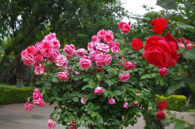 賞石家莊月季市花，遨游月季公園五月花海(圖9)