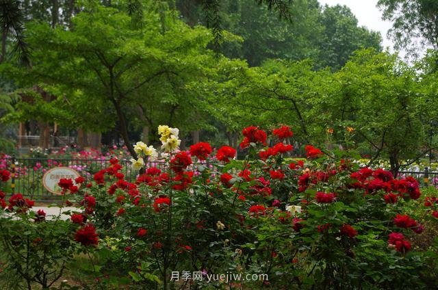 賞石家莊月季市花，遨游月季公園五月花海(圖8)