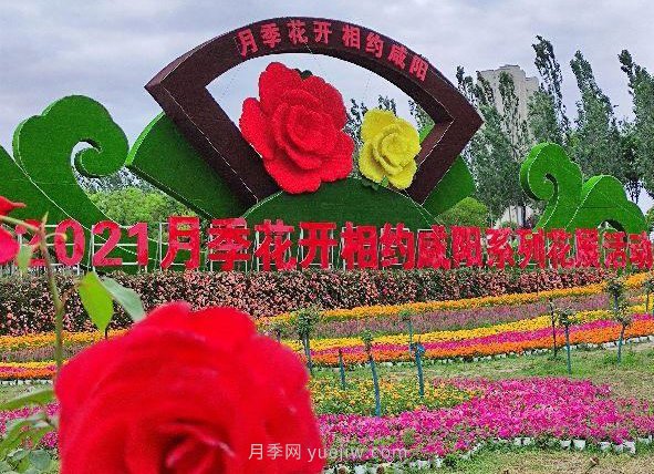 月季花開相約咸陽，去咸陽看月季(圖4)
