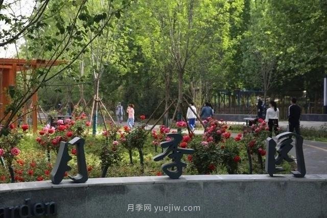 邢臺市花月季綻放！月季花城進入觀賞期(圖3)