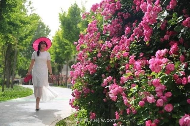 邢臺市花月季綻放！月季花城進入觀賞期(圖4)