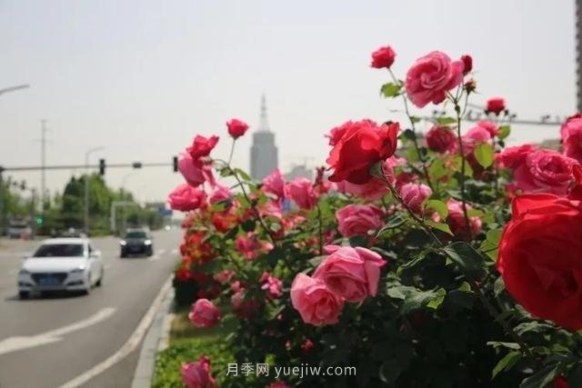 邢臺市花月季綻放！月季花城進入觀賞期(圖5)