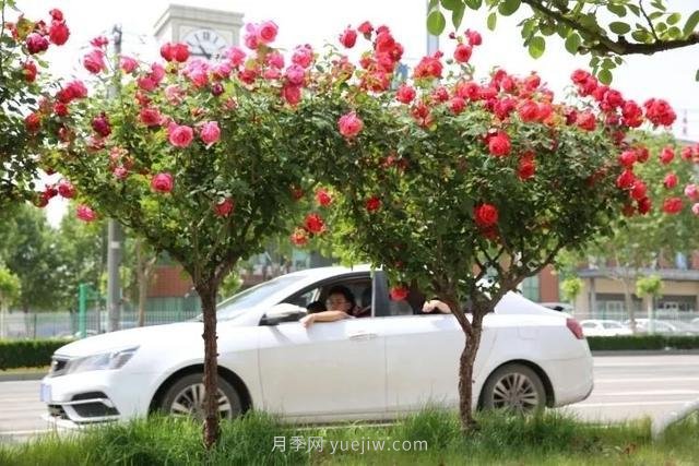 邢臺市花月季綻放！月季花城進入觀賞期(圖6)